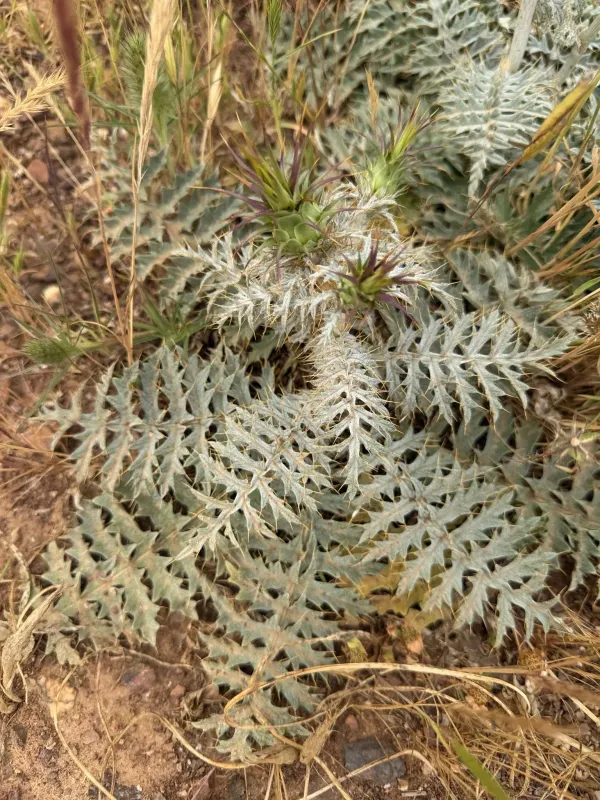 Algarve artichoke