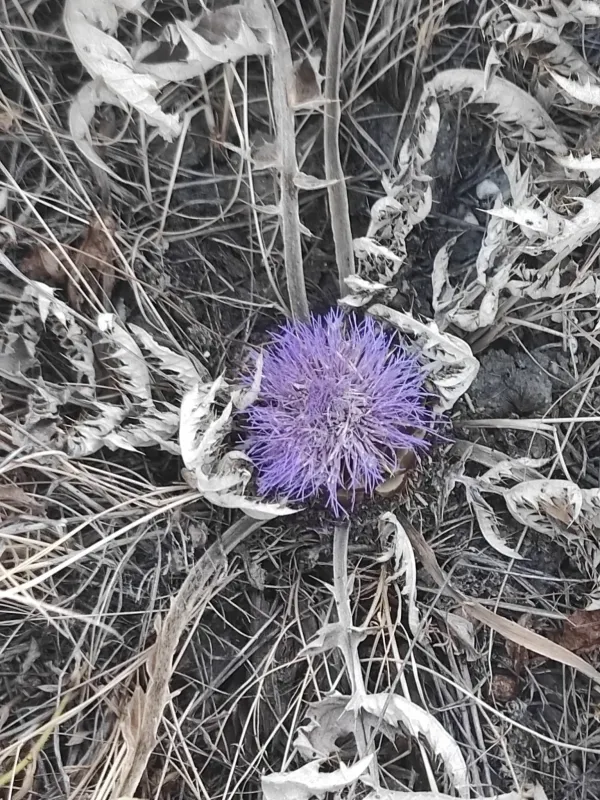 Cynara tournefortii