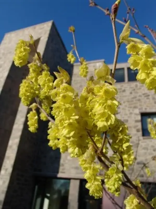 Veitch's witch hazel