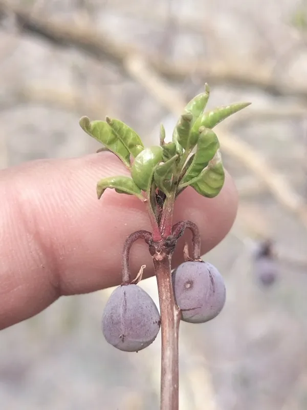 Bursera fagaroides