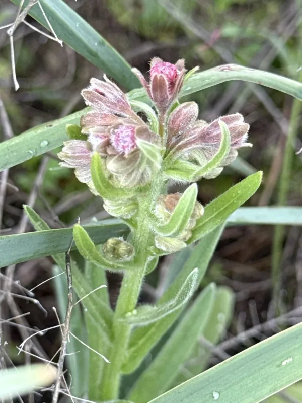 Cynoglossum clandestinum