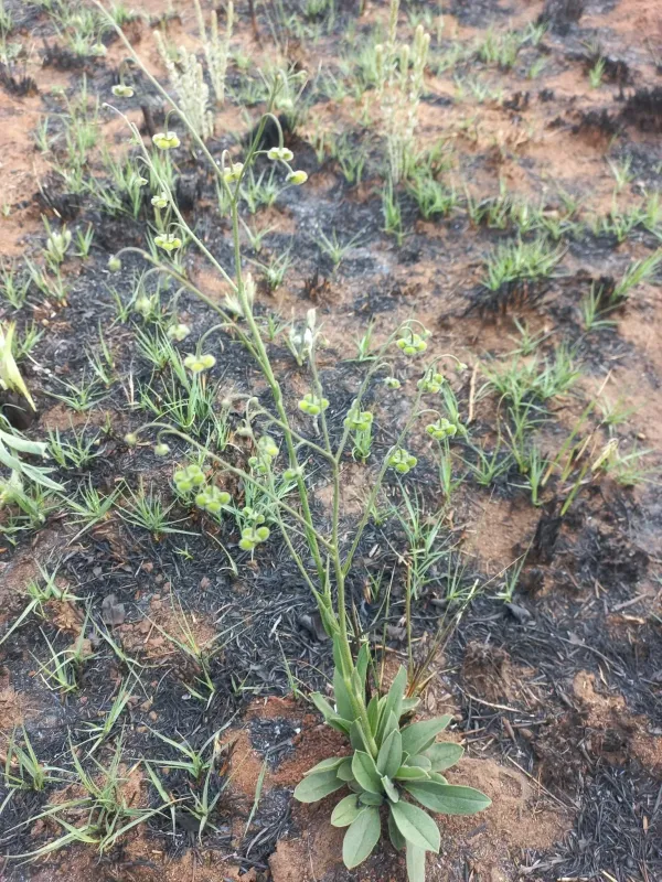 Cynoglossum enerve