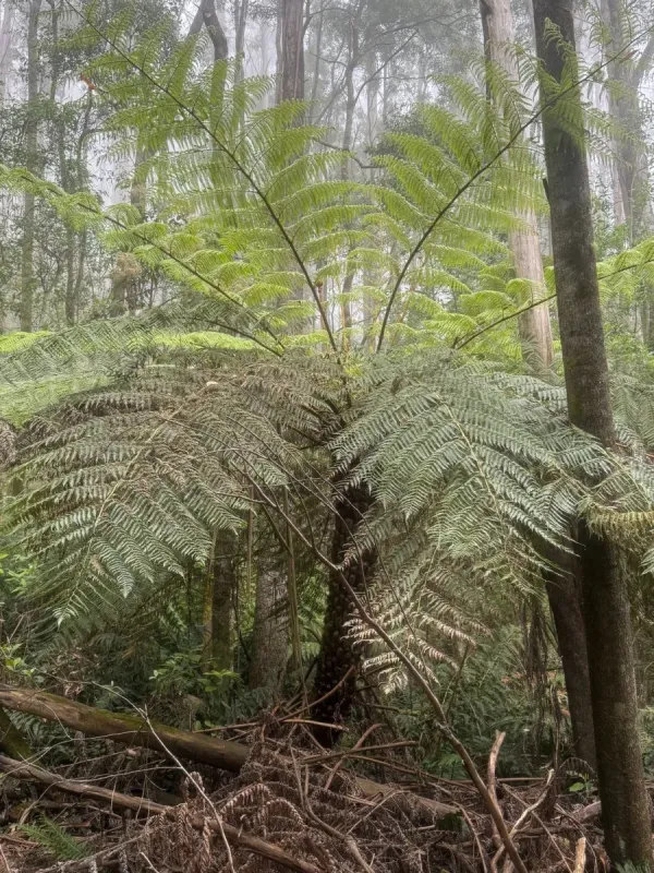 Cyathea australis