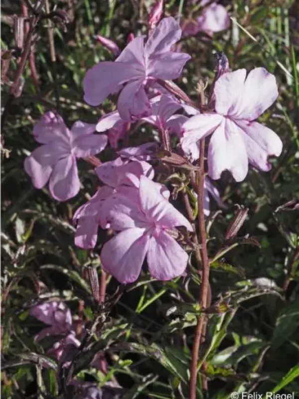 Cycnium adoense