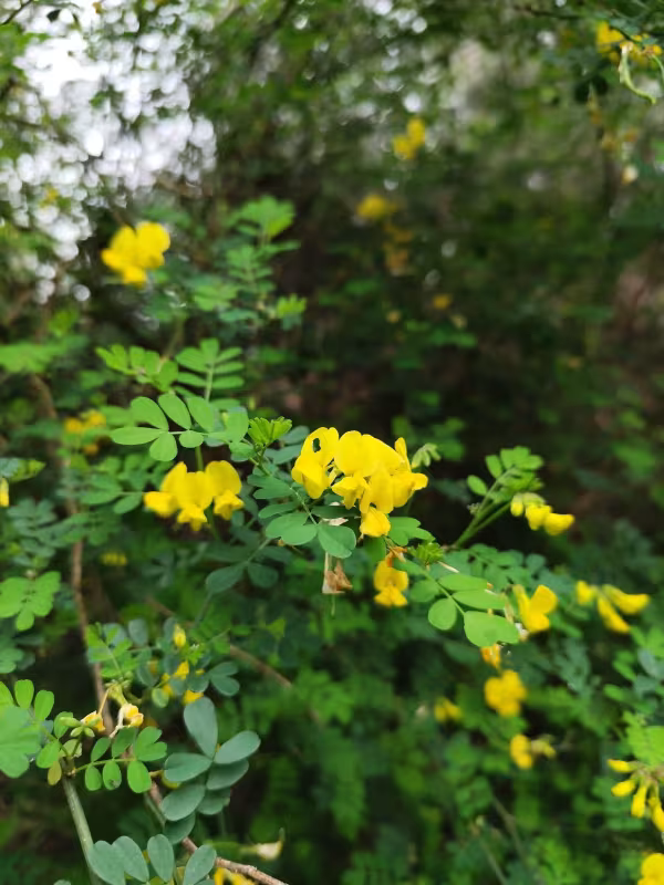 Scorpion senna