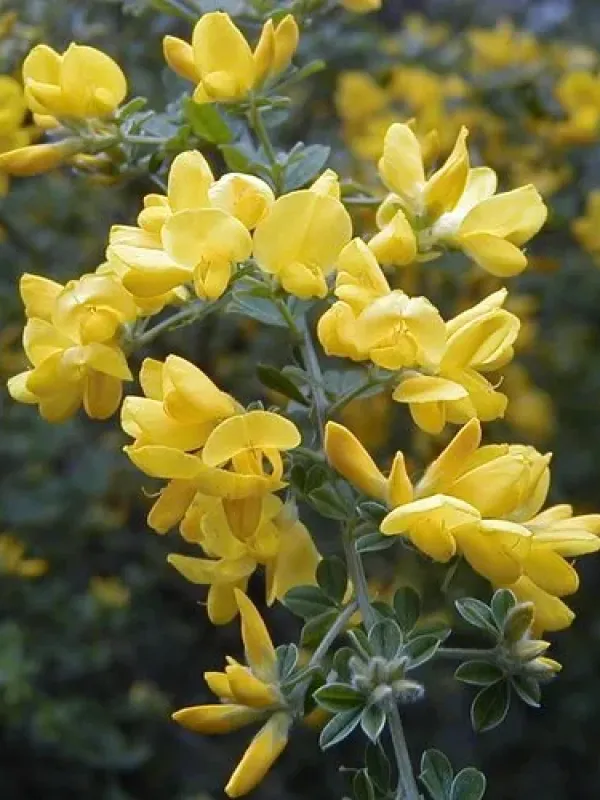 Canary broom