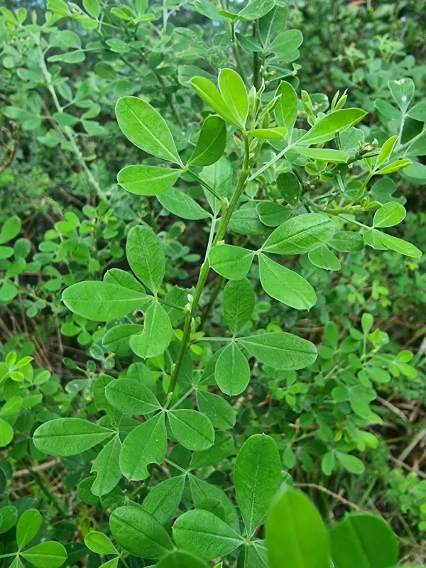 Madeira broom