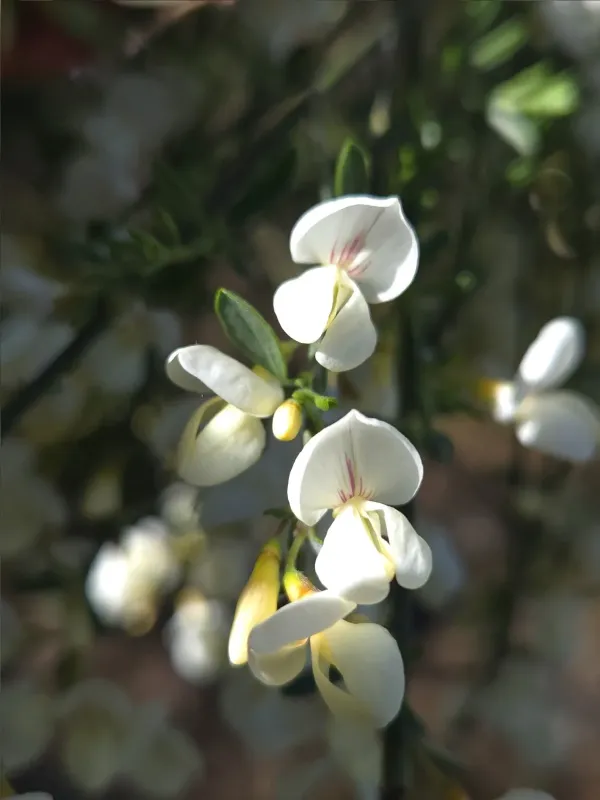 White broom