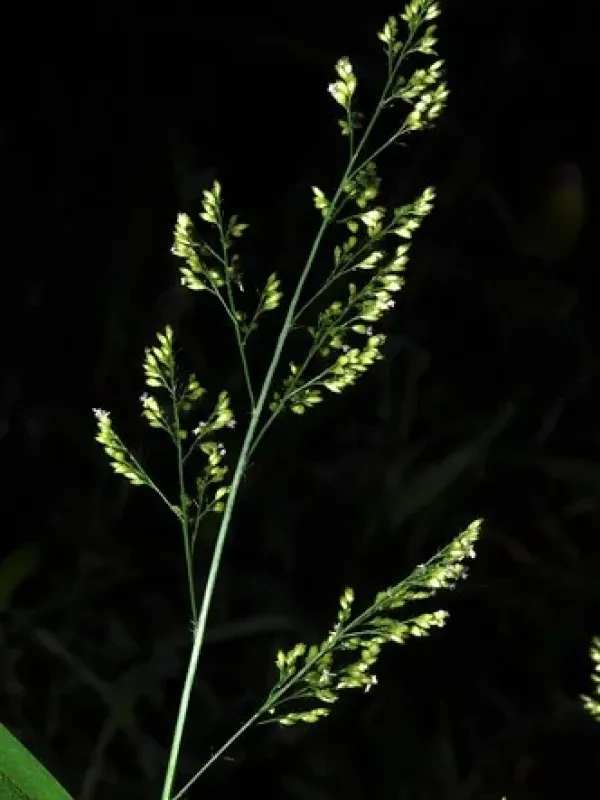 Cyrtococcum chaetophoron