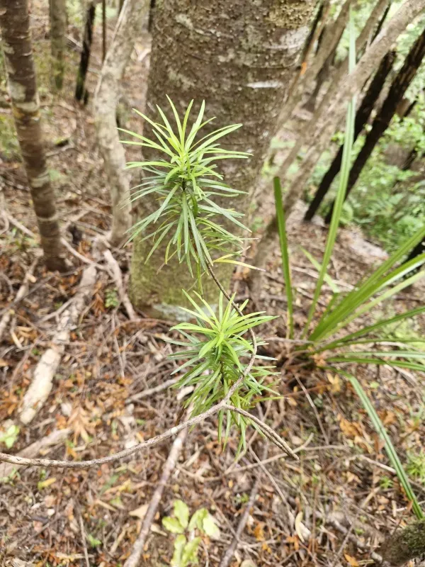 Halocarpus kirkii