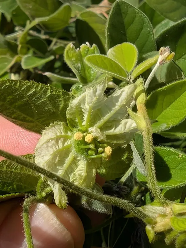 Dalechampia scandens