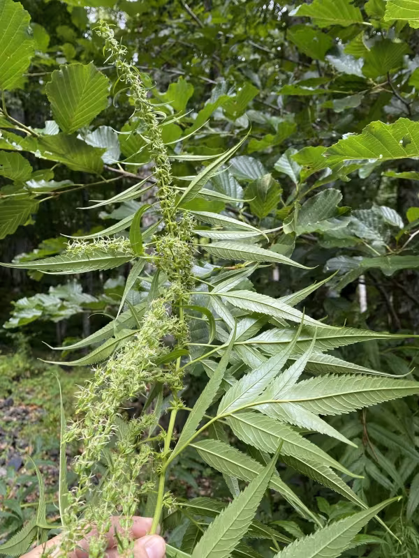 Datisca cannabina