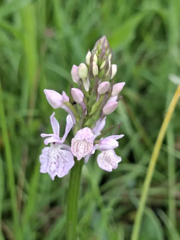 Heath spotted-orchid