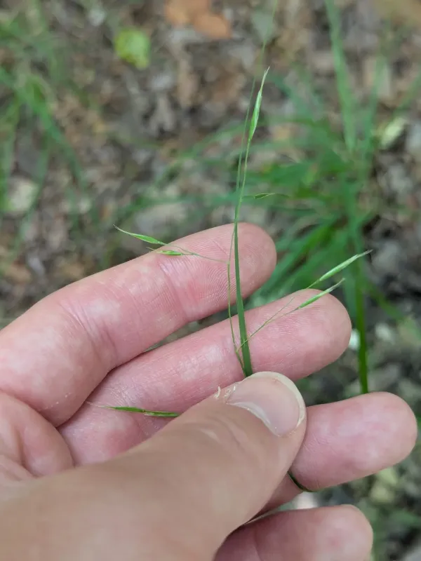 Flattened oatgrass