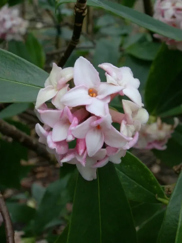 Japanese daphne