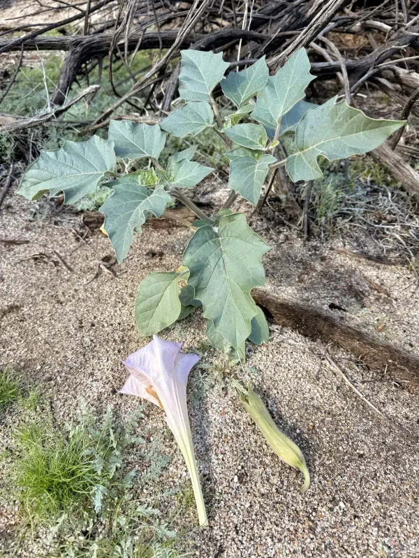 Sacred datura