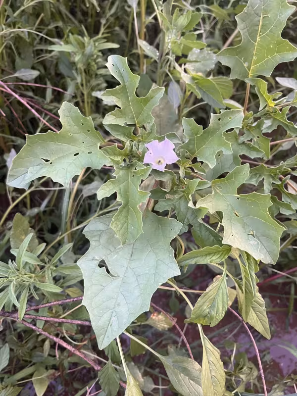 Oak-leaved datura