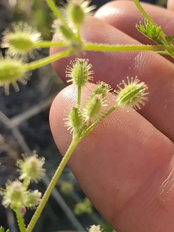 Daucus glochidiatus