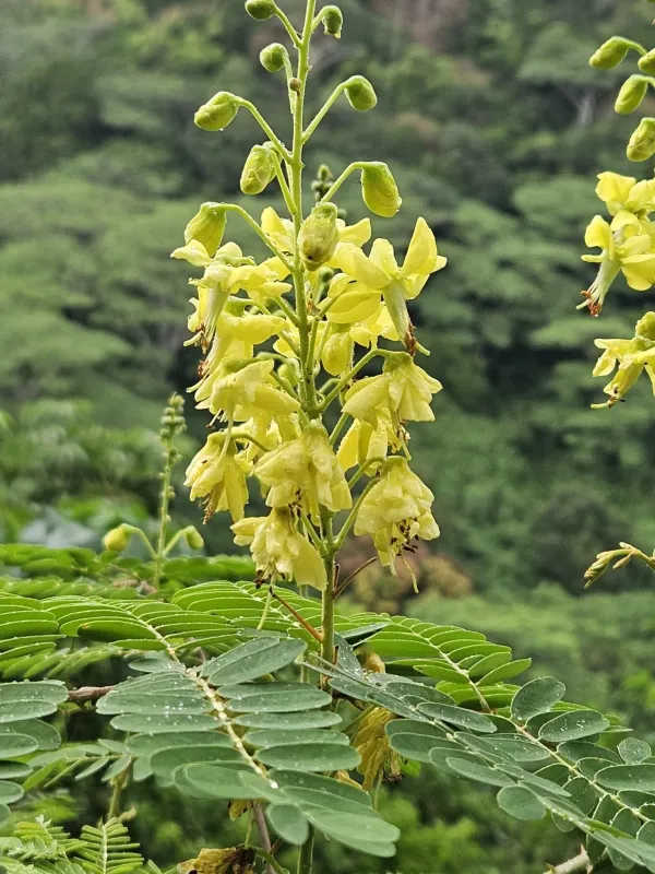 Caesalpinia decapetala