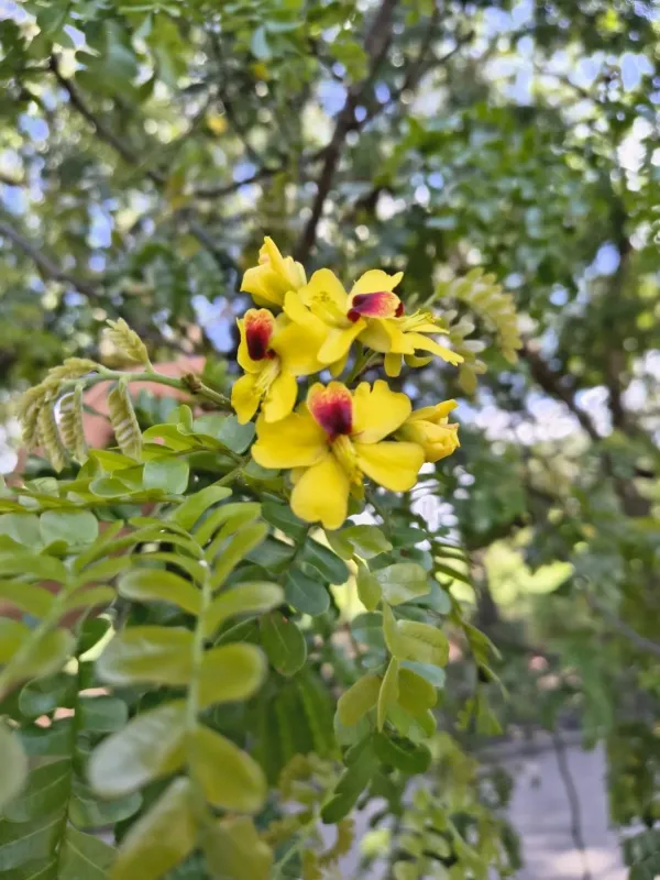 Цезальпінія їжакова