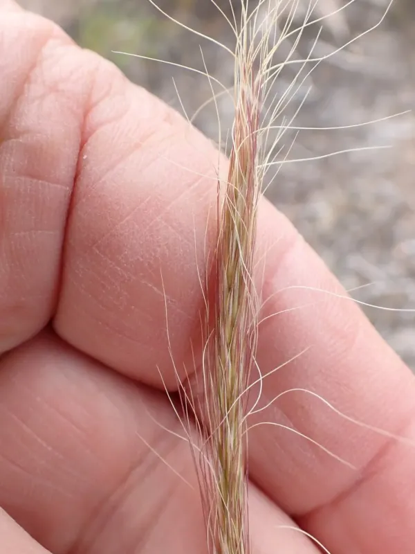 Plume grass
