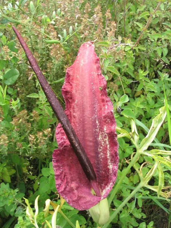 Dracunculus crassipes
