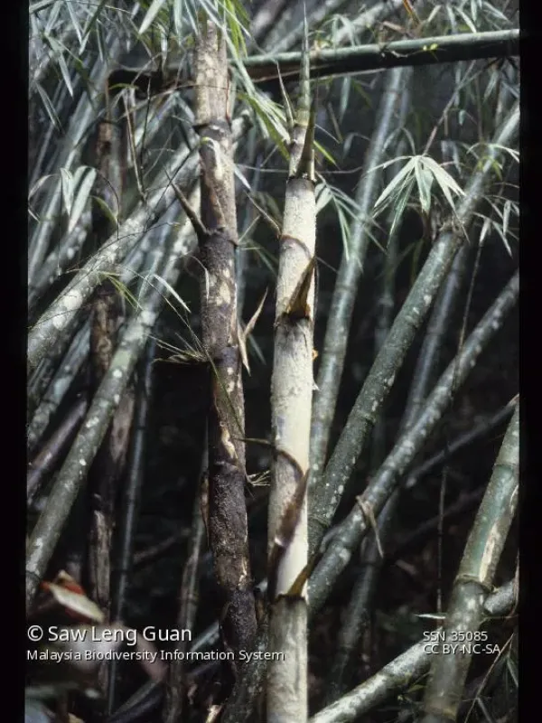 Dendrocalamus pendulus