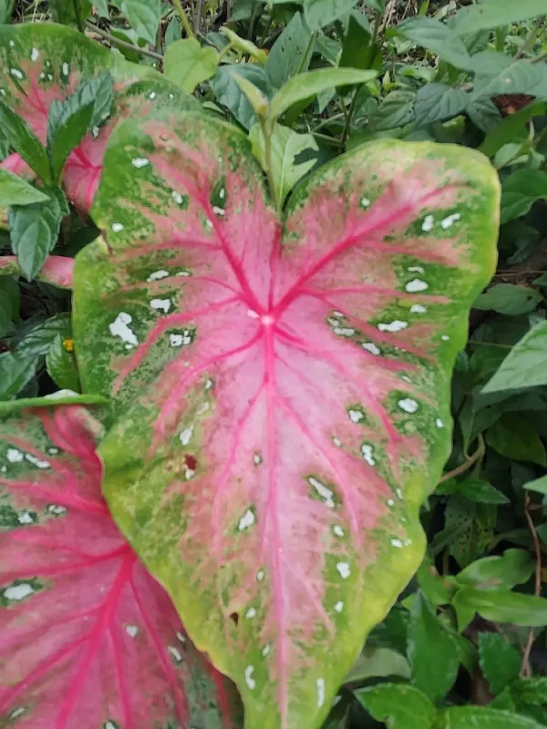 Caladium
