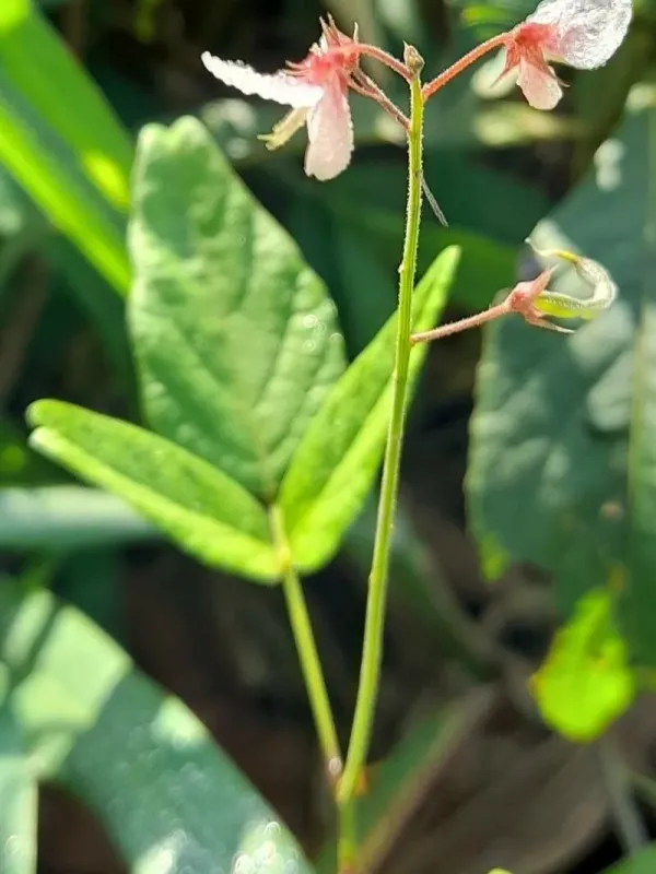 Desmodium affine