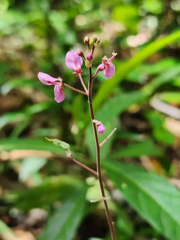 Desmodium axillare