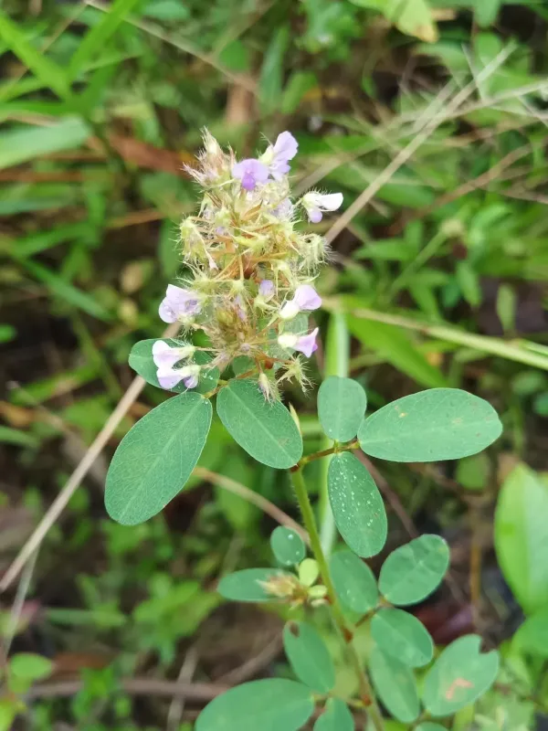 Desmodium barbatum