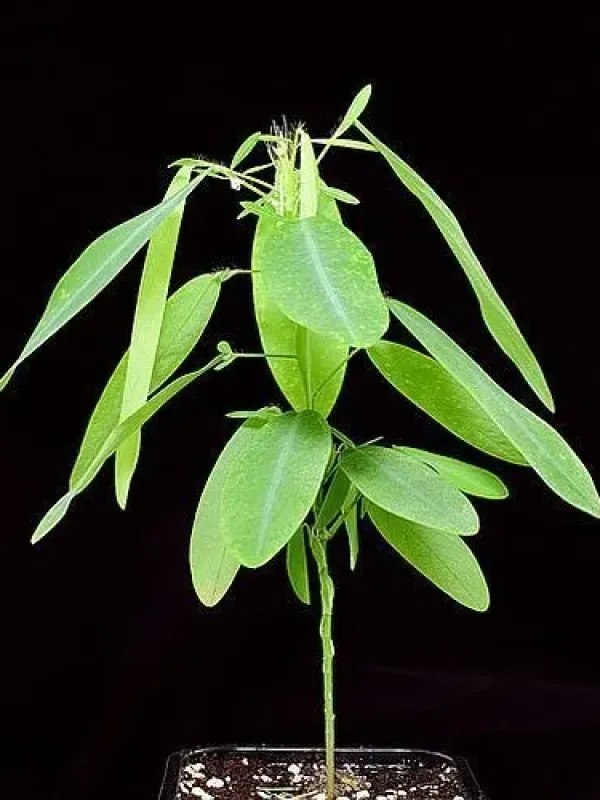 Desmodium khasianum