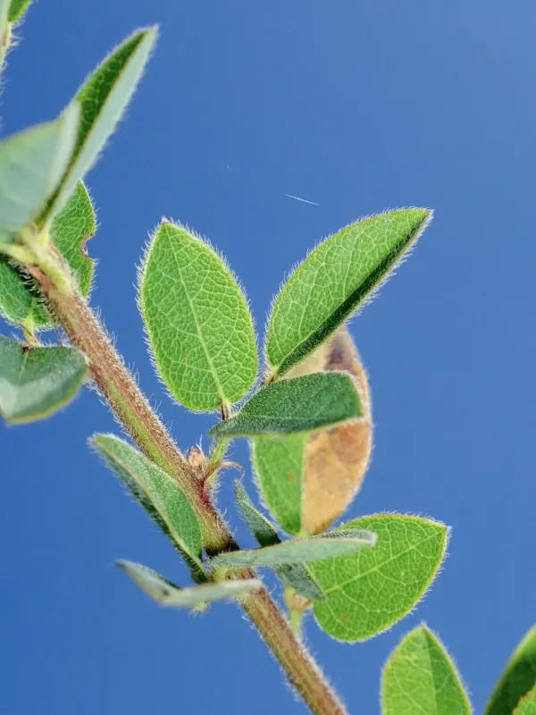 Hairy tick-trefoil