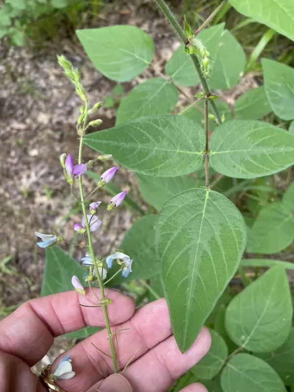 Desmodium canescens