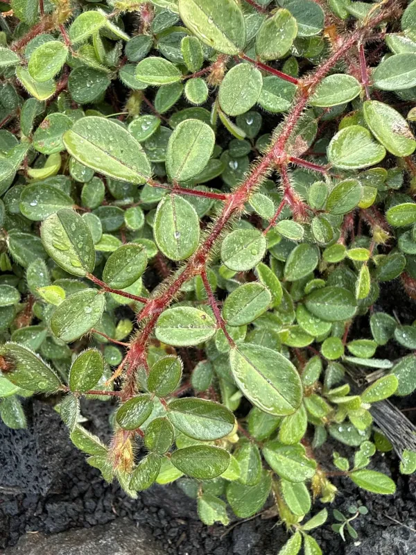 Desmodium heterophyllum