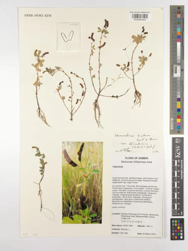 Desmodium hirtum