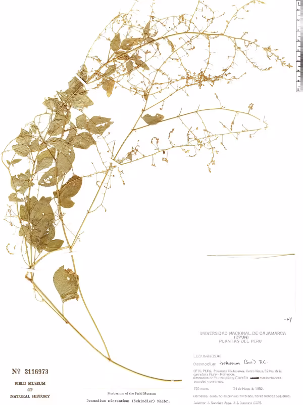 Desmodium micranthum