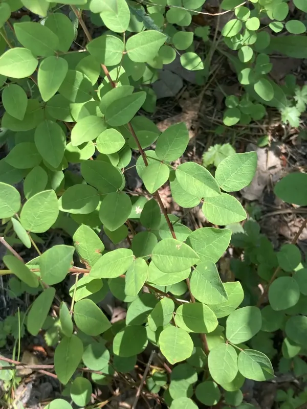 Maryland tick-trefoil