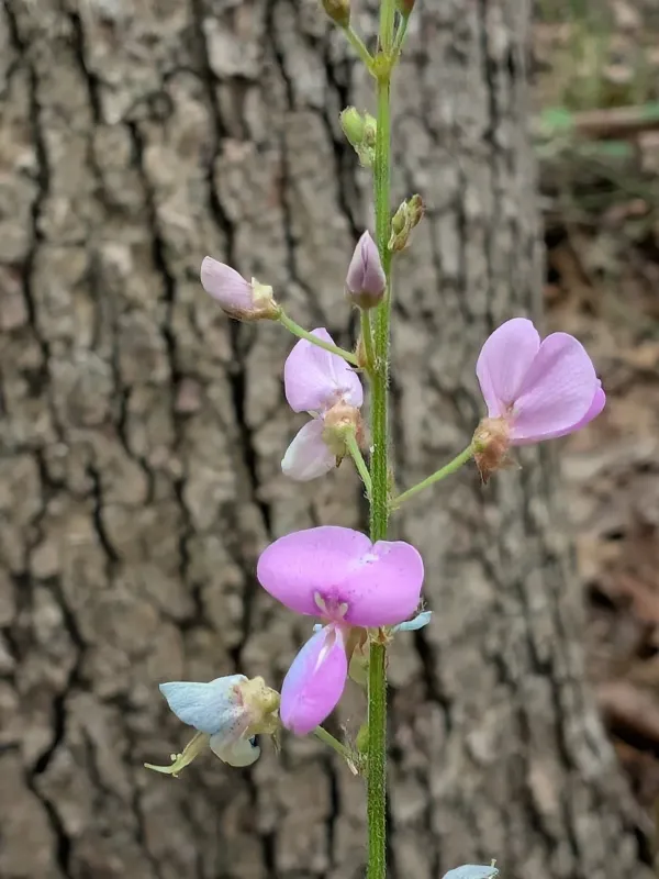 Panicled Tick-trefoil