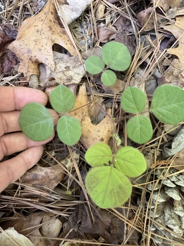 Roundleaf ticktrefoil