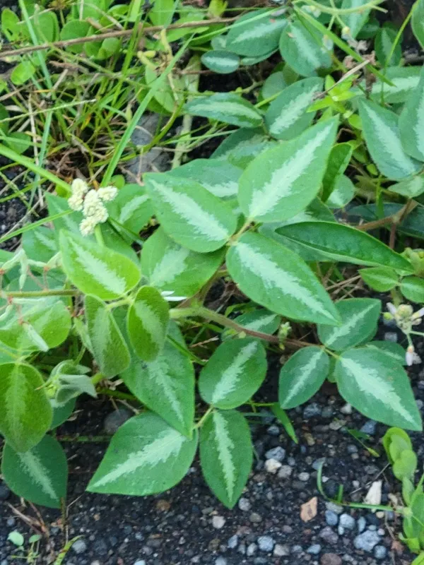 Hawaiian tick-trefoil