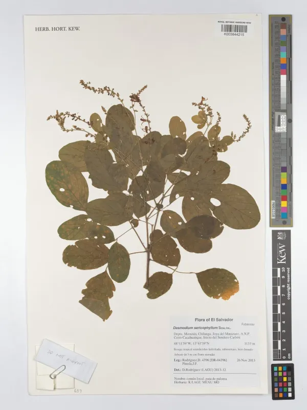 Desmodium sericophyllum