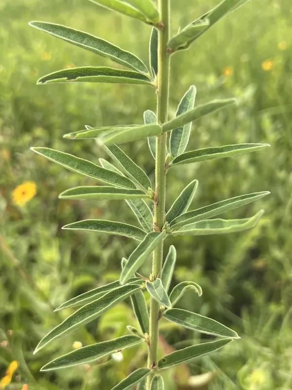 Sessile-leaf tick-trefoil