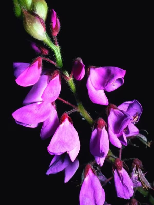 Desmodium vargasianum
