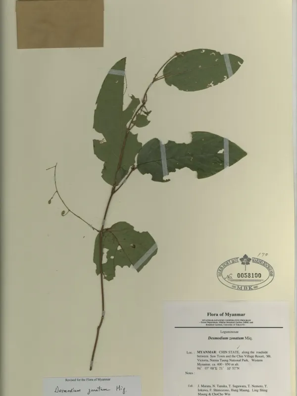 Desmodium zonatum
