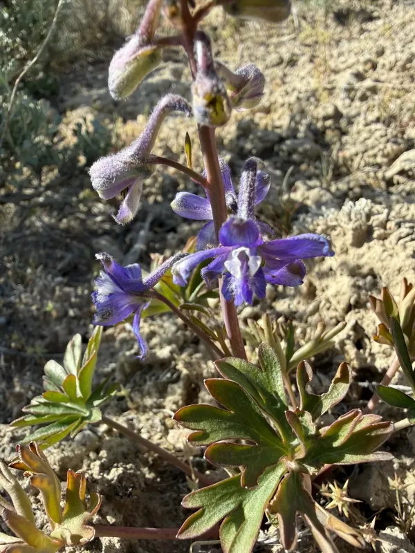 Anderson's larkspur