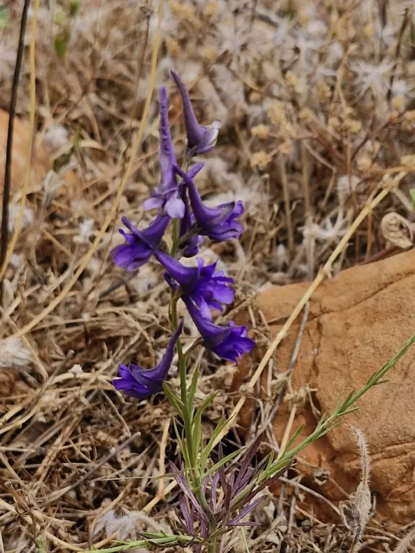 Дельфіній вуздечковий