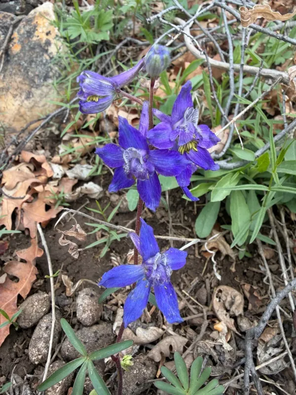Nuttall's larkspur