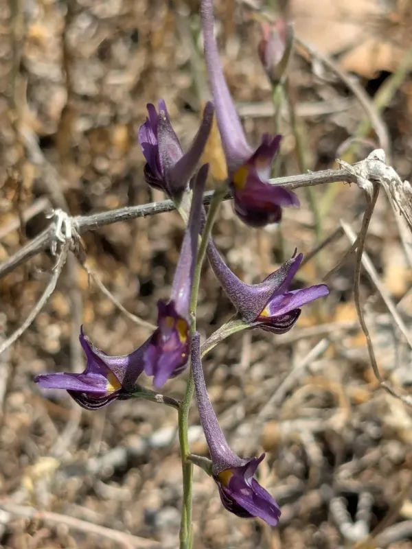 Delphinium peregrinum