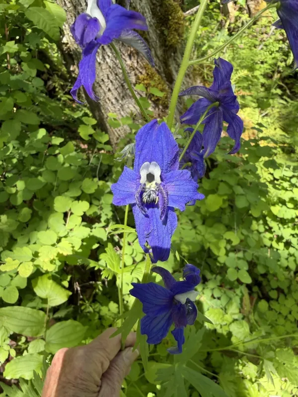 Delphinium trolliifolium